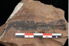 Foto (Detailansicht) von Pronephrium stiriacum (Unger) Knobloch et Z.Kvacek (NHMW-GEO-2024-0188-0111)